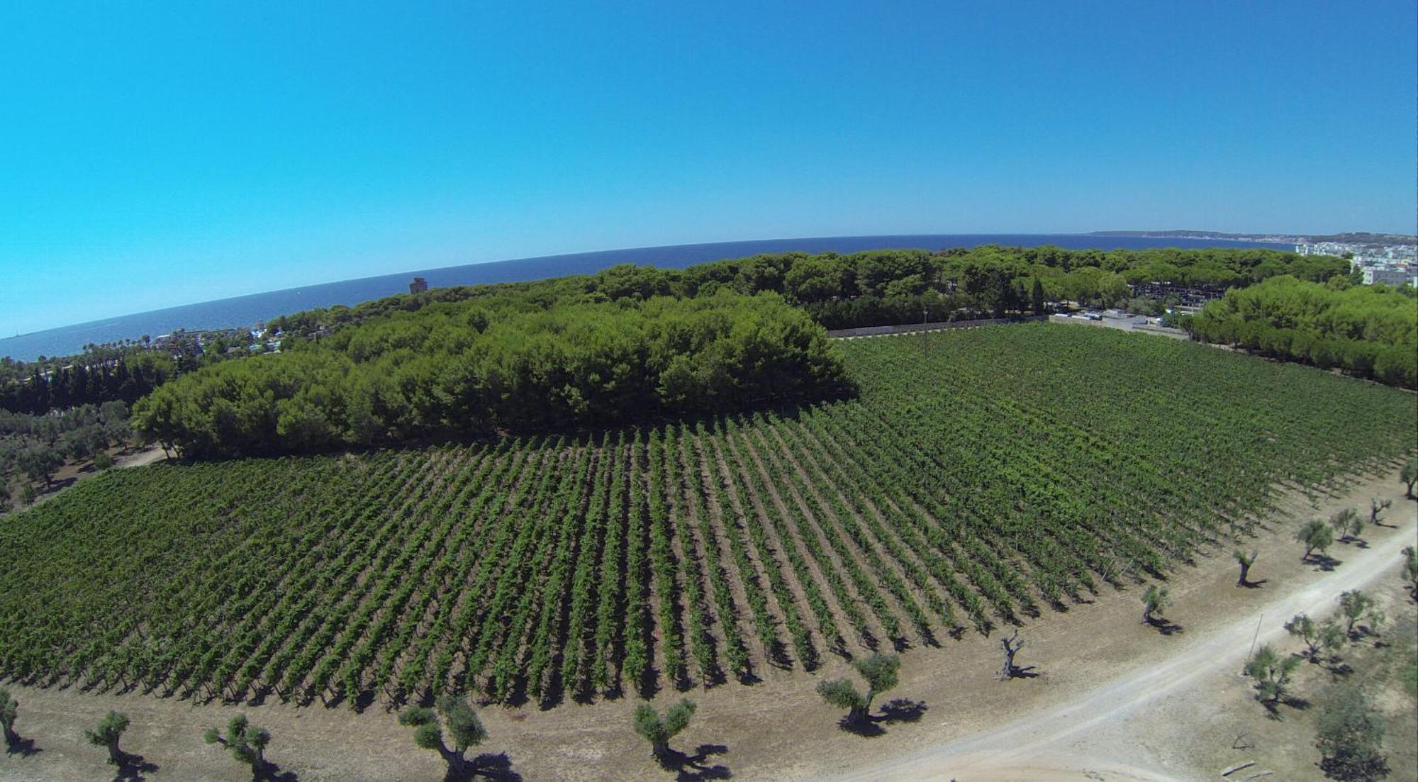 Tenuta Doxi Gallipoli Dış mekan fotoğraf