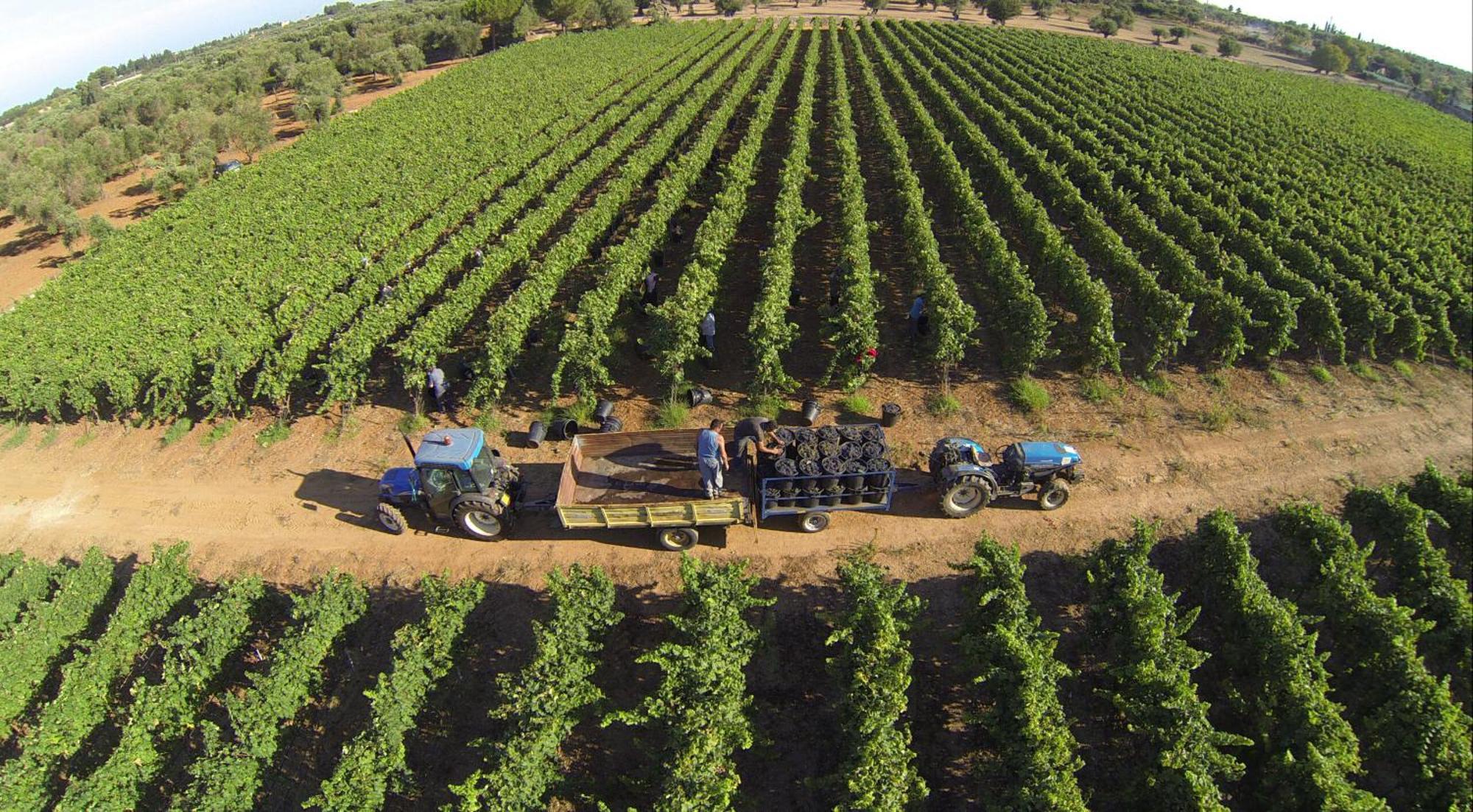 Tenuta Doxi Gallipoli Dış mekan fotoğraf