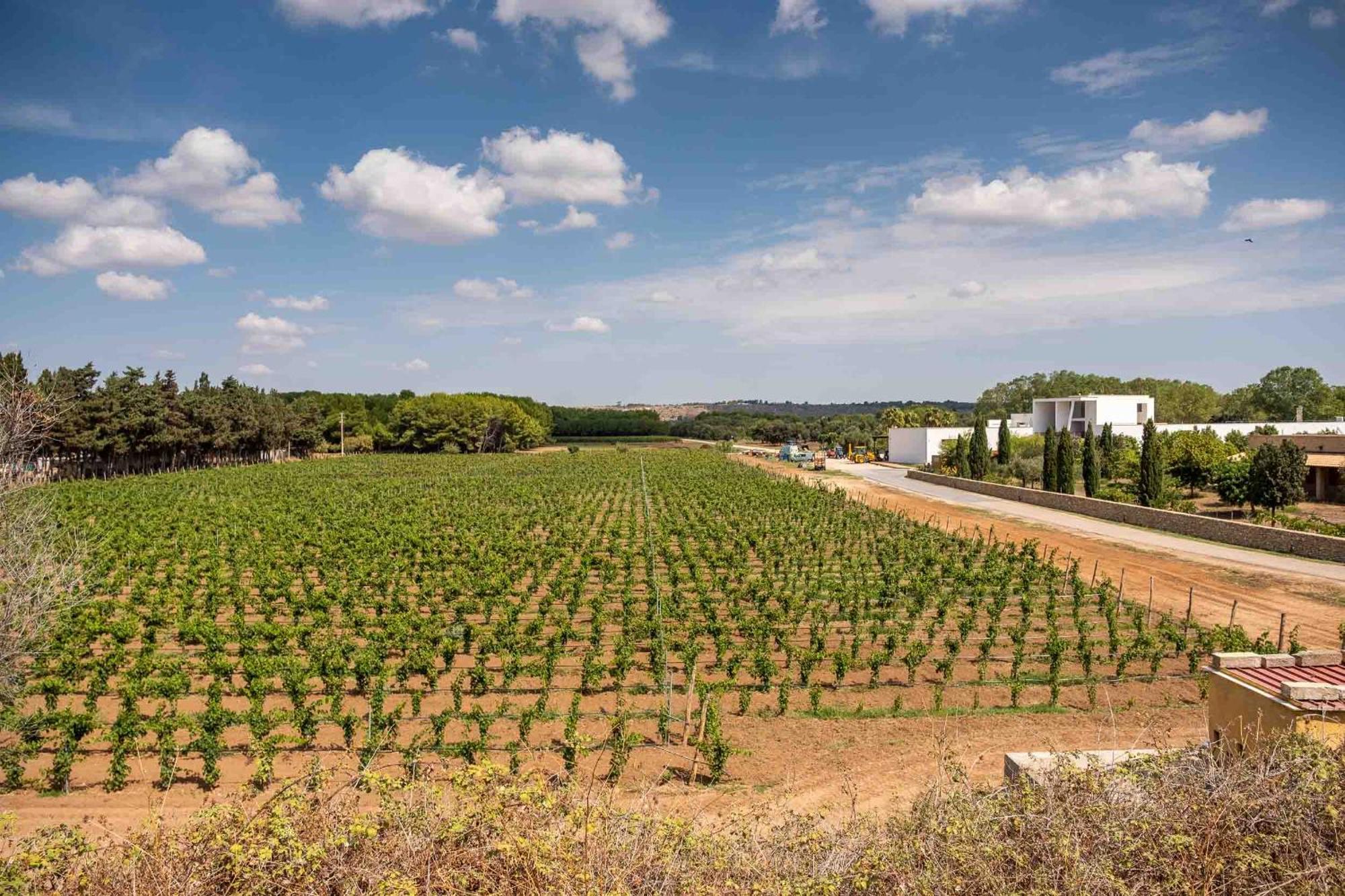 Tenuta Doxi Gallipoli Dış mekan fotoğraf
